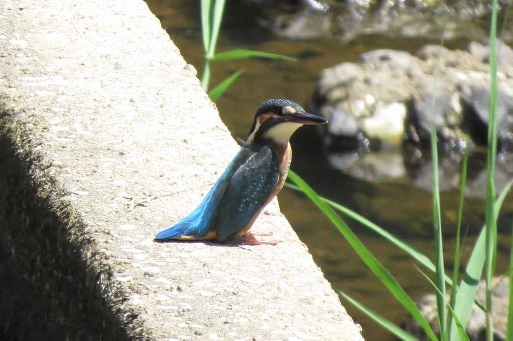 515