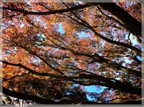 久良岐公園の紅葉
