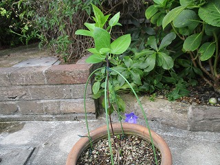 IMG_8016ss.jpg