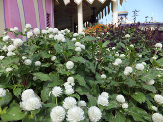 Flower160