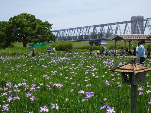 小岩菖蒲園にて