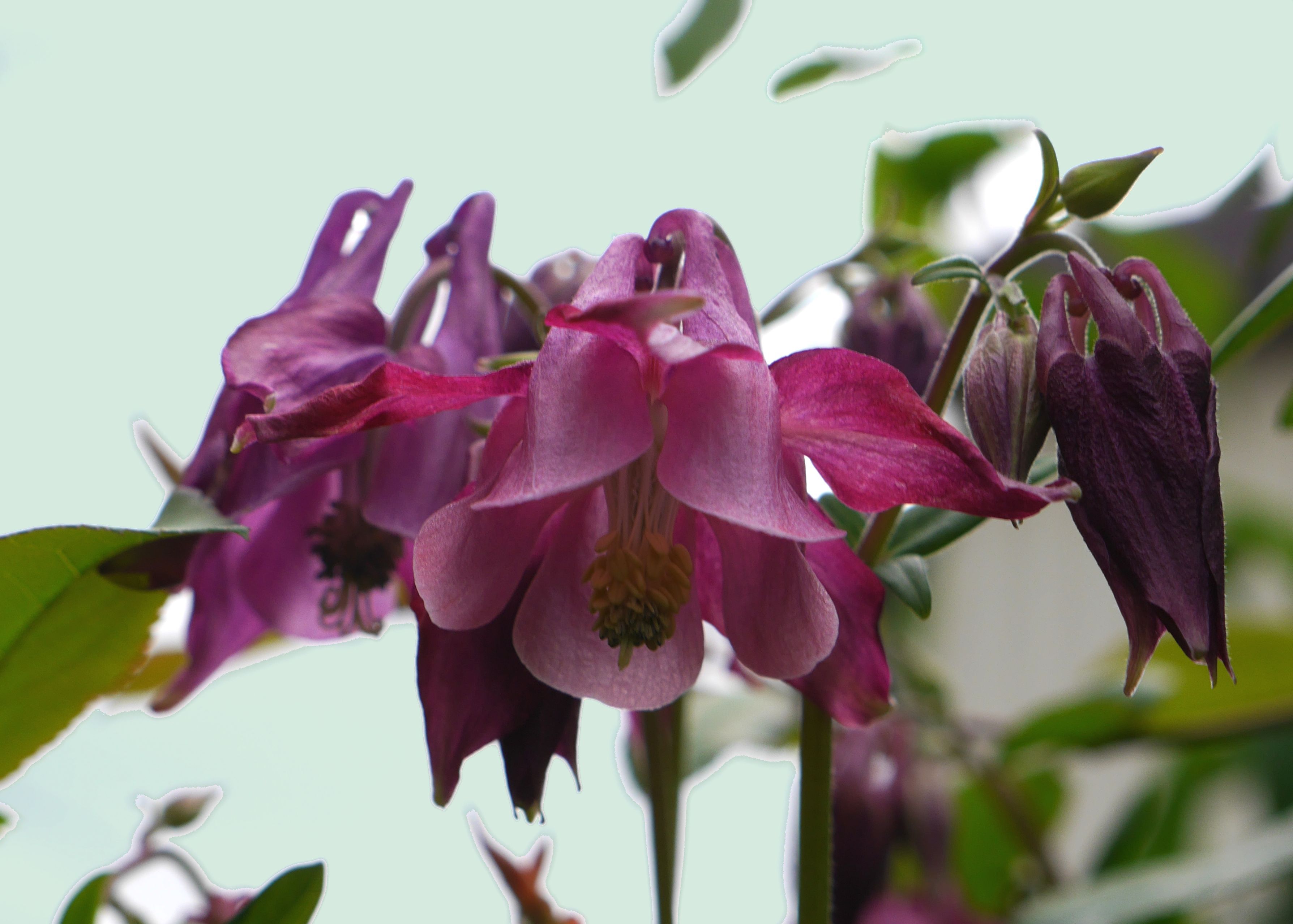 苧環 春の小川の花鳥日記 楽天ブログ