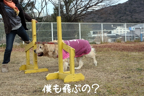 僕も飛ぶの？.JPG