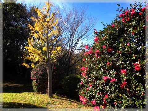 久良岐公園の山茶花