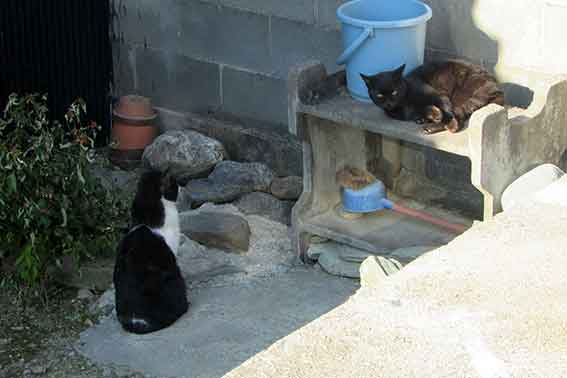 我が家のニャンコ♪2016/1/17-01