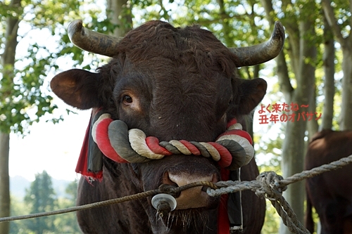 闘牛　龍馬