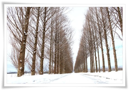 河北潟干拓地-8 メタセコイア-3 13.1.5