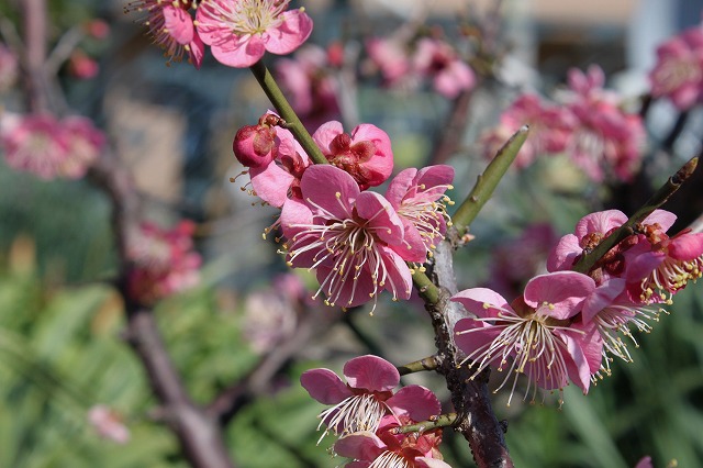 梅の花