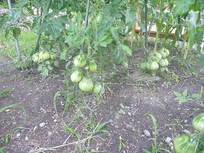 地植えズッカ。