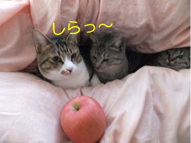 20121127_8.jpg