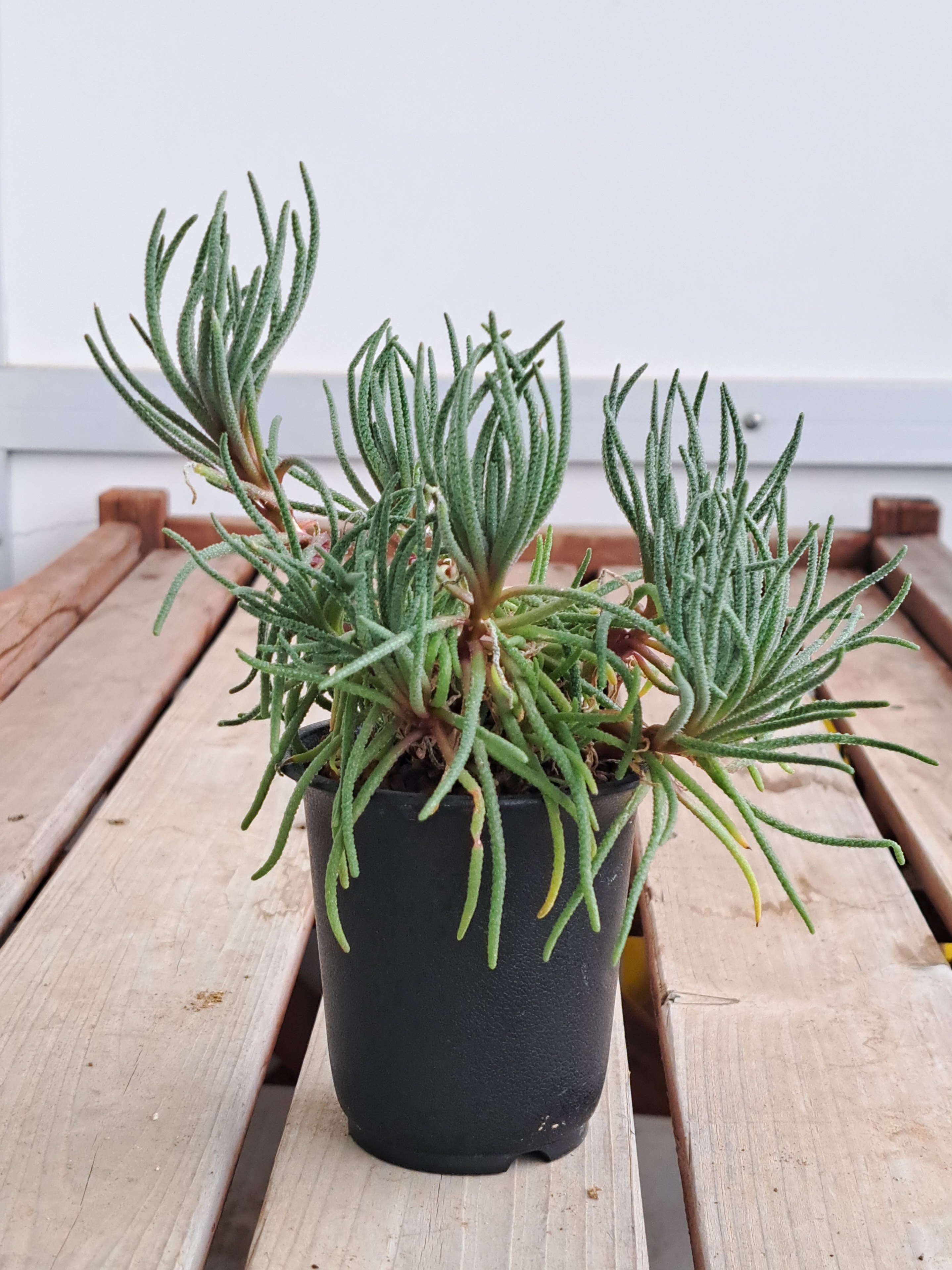 フィロボルス・ラビエイ | デルオの多肉日記 - 楽天ブログ