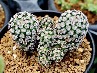ミラクル兜とミラクル顔の兜たち・・ | ☆ガマンマの ニク・サボ栽培