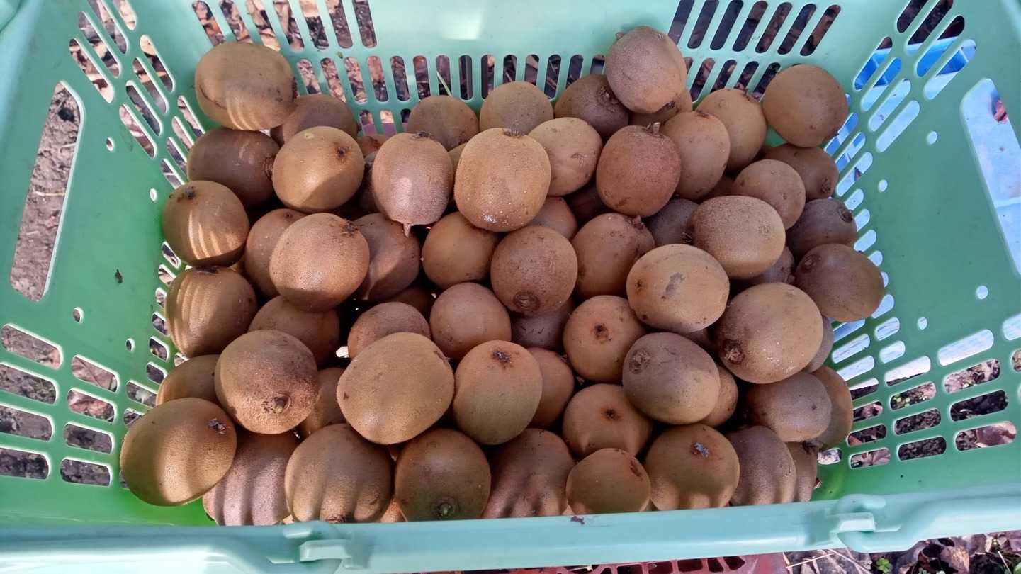 キウイ ジャンボイエロー を収穫 ｍｏｎｓａｎのブログ 楽天ブログ