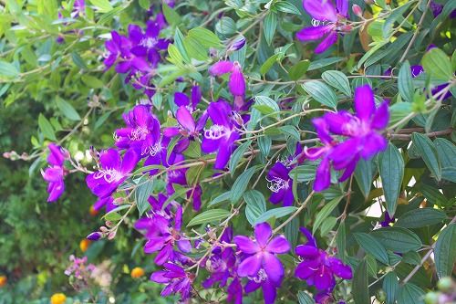 ノボタン それともシコンノボタン おとっつぁん いろいろやっちょります 楽天ブログ