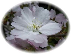 花アップ