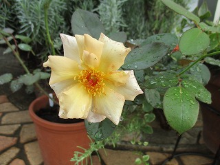 IMG_9811ss.jpg