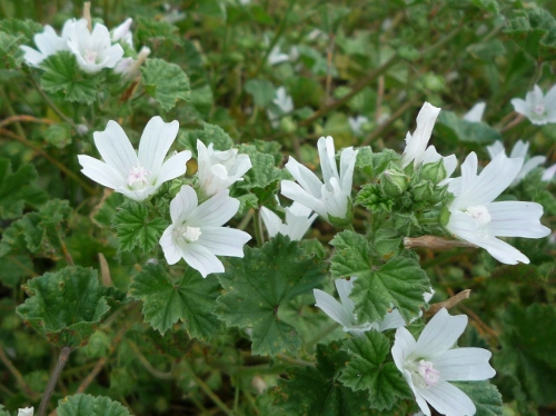 P1150238 (500x374).jpg