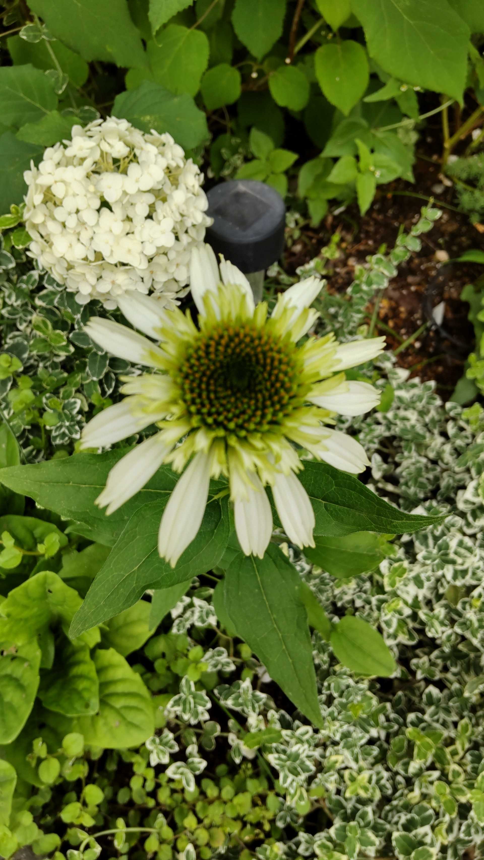 エキナセアの開花とバラ苗 庭のあれこれ バラ時々ネコ 楽天ブログ