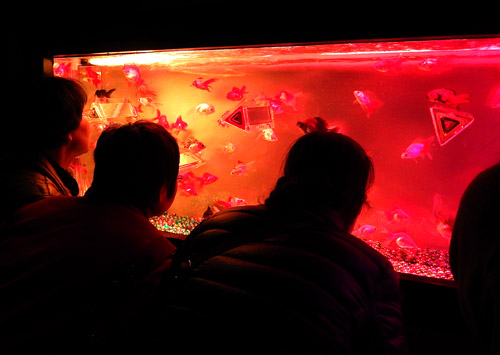 金魚６