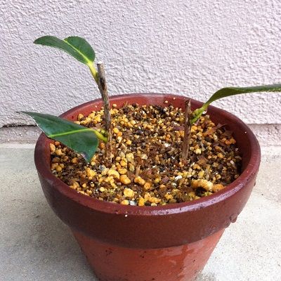 挿し木苗 全く発根しておらず | 椿に夢中 - 楽天ブログ