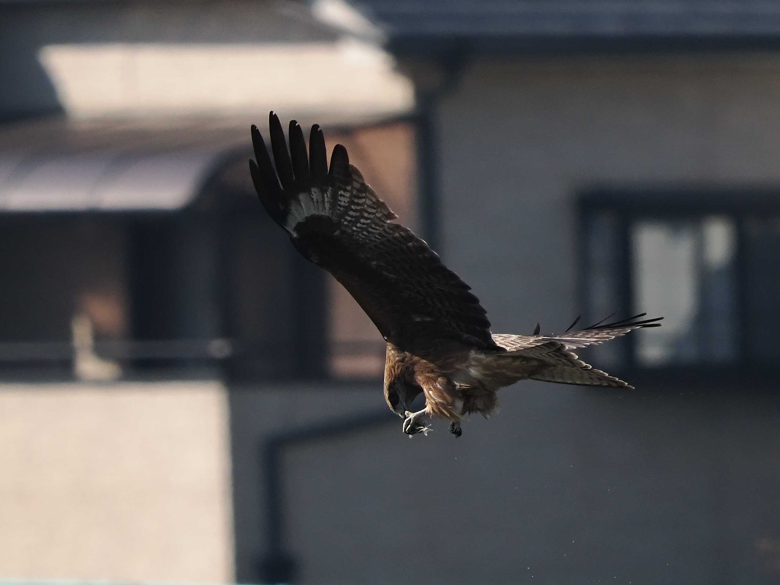 鳶の狩り | 花鳥風枝 - 楽天ブログ