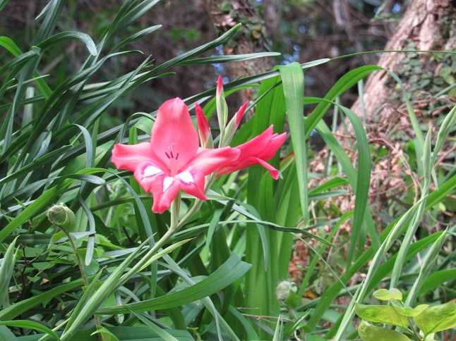 写した花に追いつかない ベッドを組み立てる 老いてこそ勉強 楽天ブログ