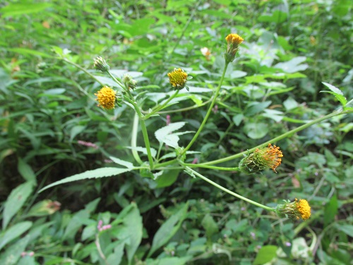 コセンダングサ（小栴檀草）