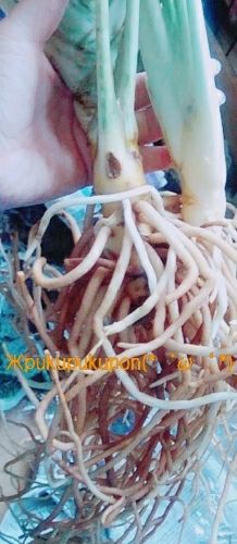 rblog-20171101025305-00.jpg