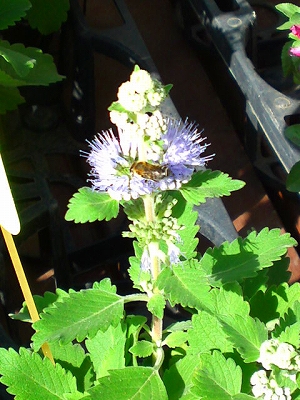 蜜蜂と段菊