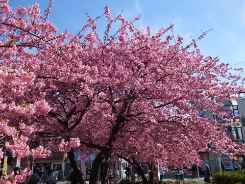 三浦海岸の河津桜