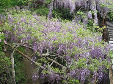 藤の花満開2.jpg
