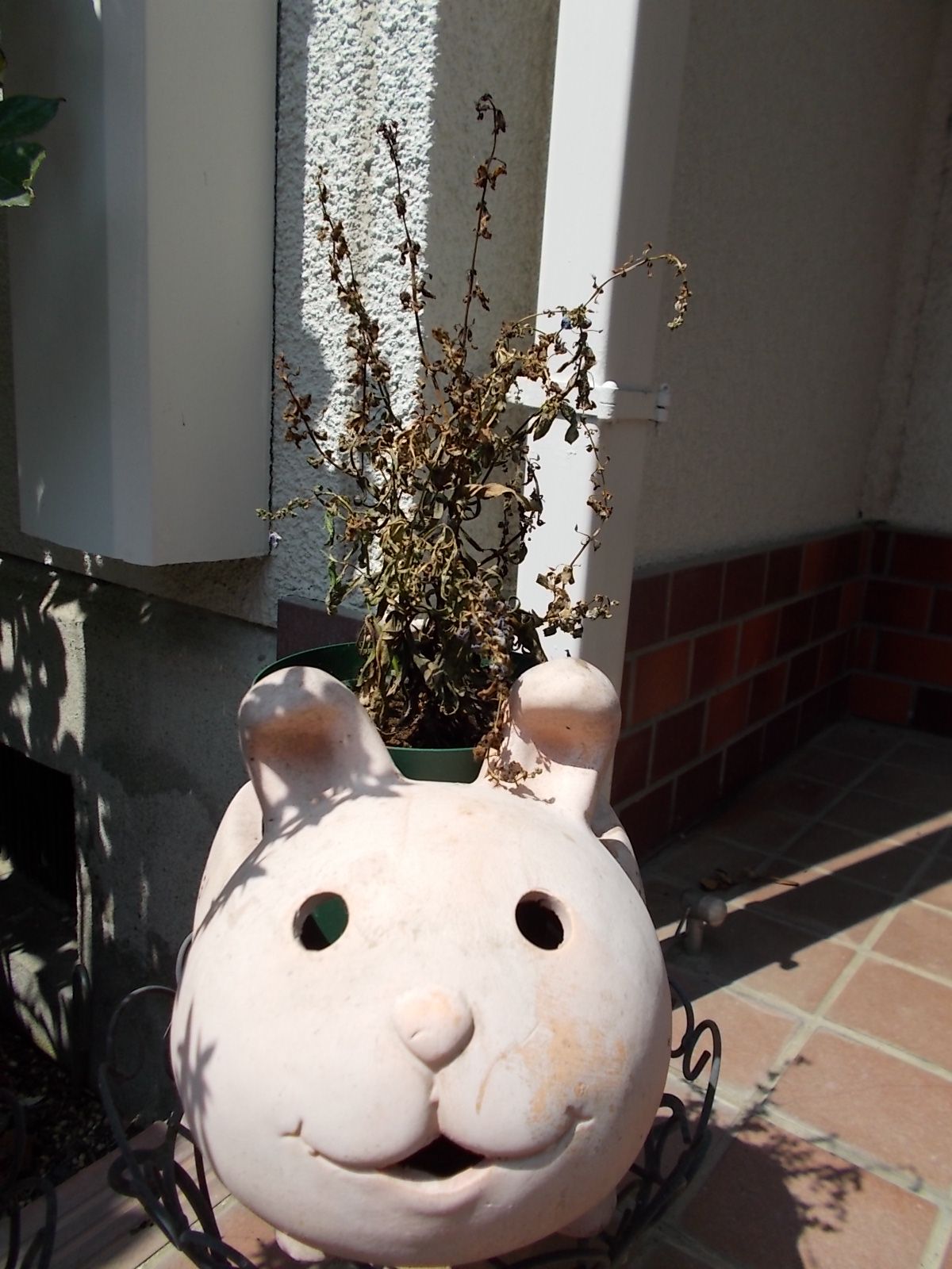 梅雨明けしましたが 色々枯れました バラを咲かせることが好き 楽天ブログ