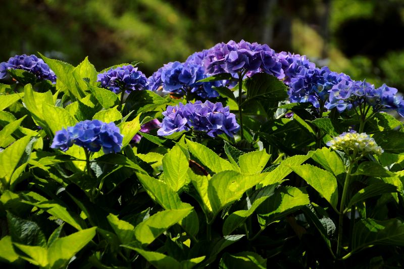 七曲りの紫陽花_08透過光.jpg