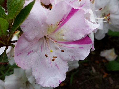 20150609_150820 (500x375).jpg