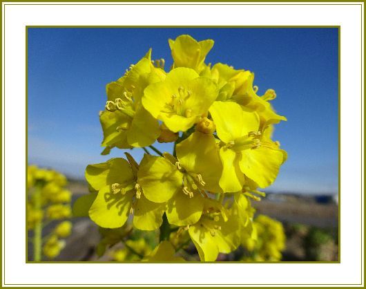 令和２年２月４日 菜の花や温もり集め咲き誇る 花の歳時記 天南星の魅力 山野草 楽天ブログ