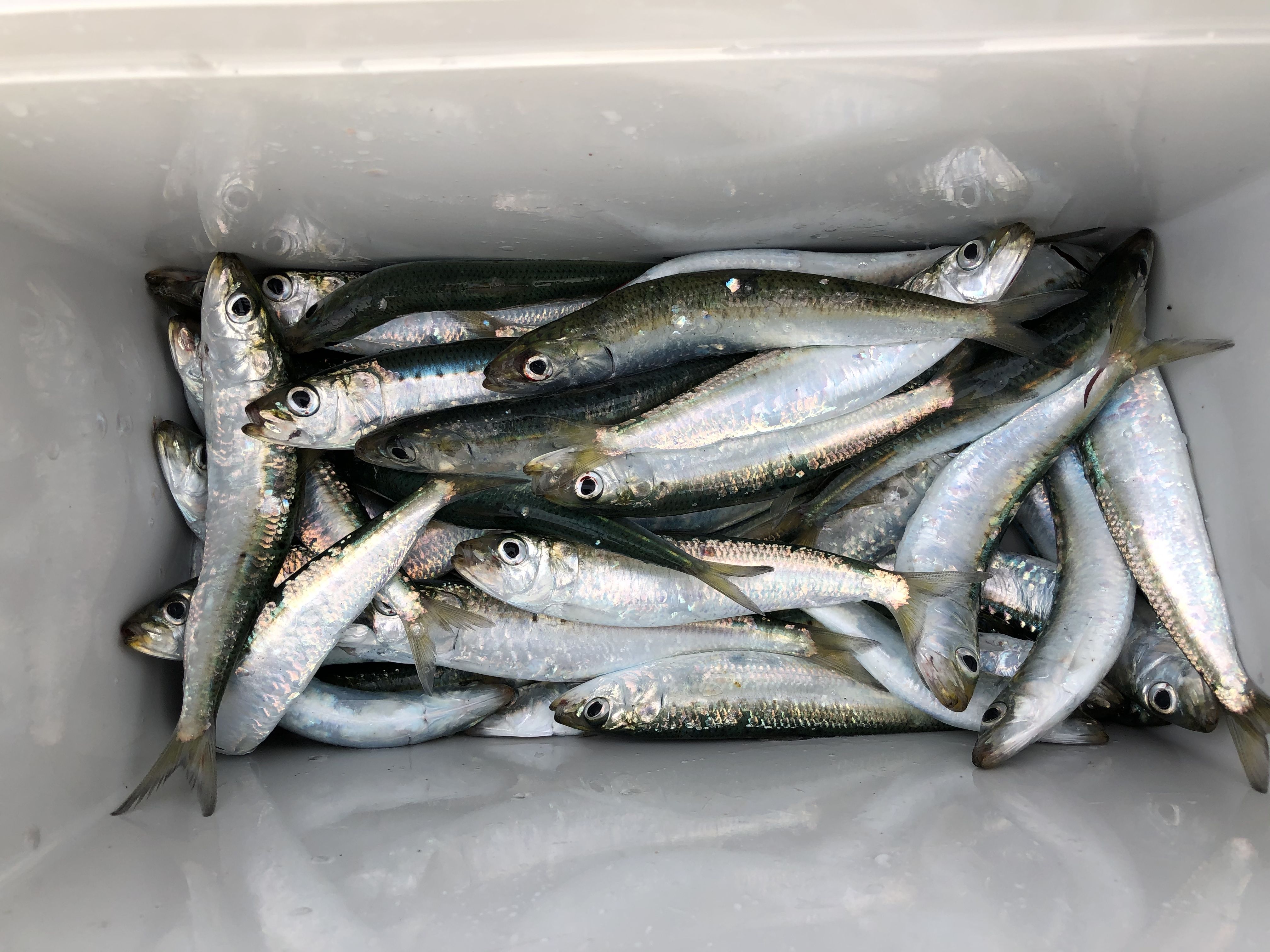 初釣り In 赤羽根港 浜名湖周辺 開拓中 楽天ブログ