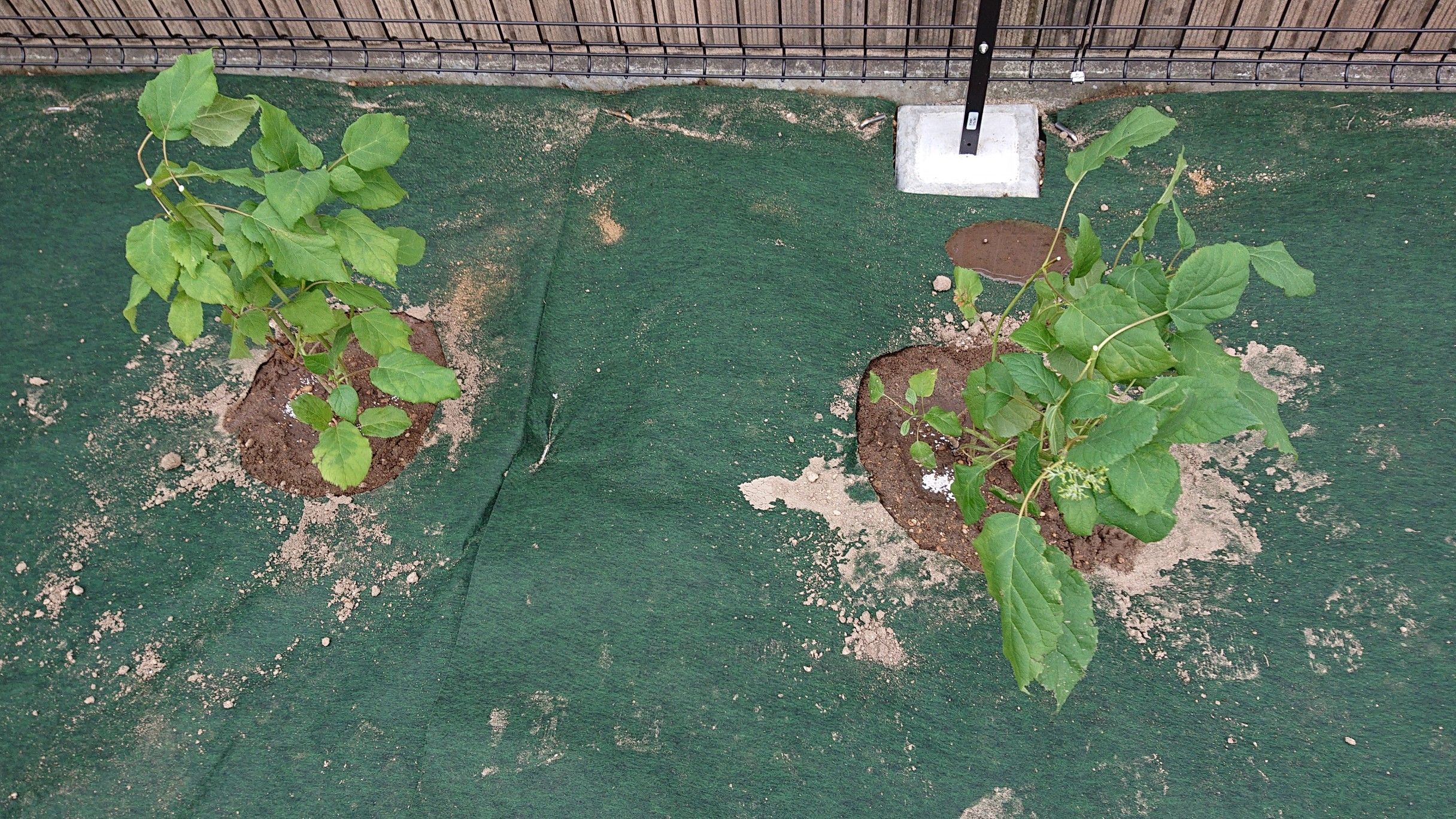 アジサイとクローバー植え付け カエルぽこぽこの庭作り 楽天ブログ