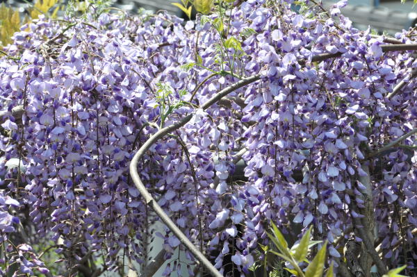 藤の花