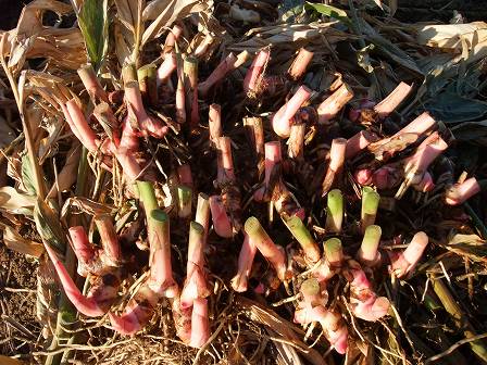 ナンキョウ　収穫　20131130-2