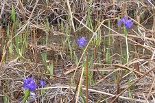 20141212唐招提寺の池のときじくの花菖蒲.jpg