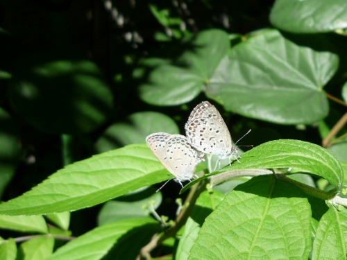 P1150332 (500x375).jpg