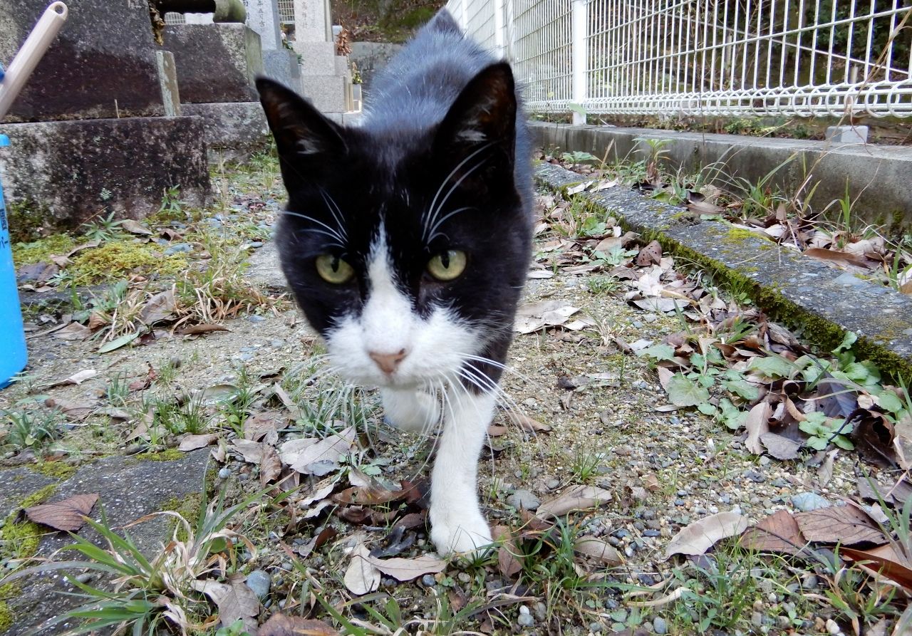 たまが 虹の橋 に旅立ちました の巻 人さまのネコ 楽天ブログ