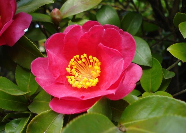 寒椿の花 花と蕎麦とリハビリと 楽天ブログ