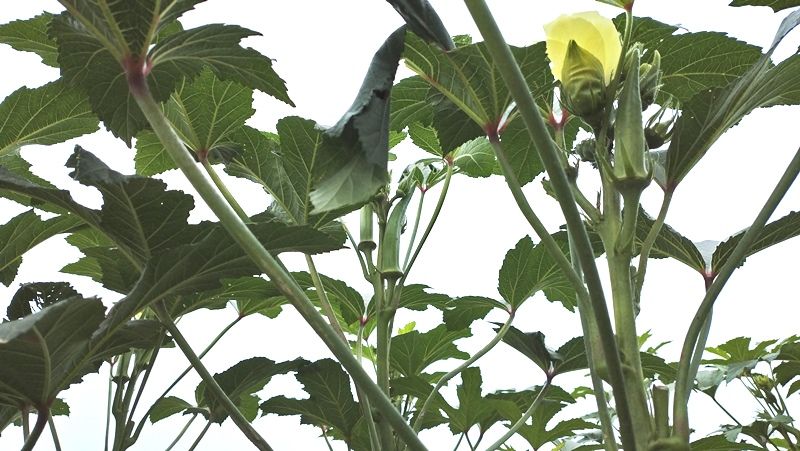 オクラが雨と涼しさで完全カンバック 青パパイヤと家庭菜園日記 楽天ブログ