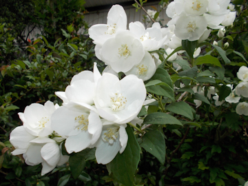 DSCN5706.jpg