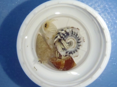 沖縄磯採集2012年8月下旬30　サンゴヤドカリ属（Calcinus）の幼稚体