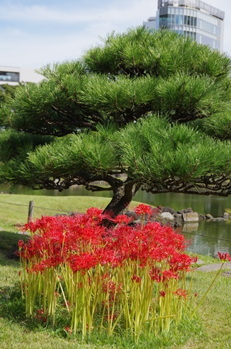 旧芝離宮恩賜庭園の彼岸花