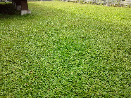 ゴルフ場の芝生がクラピアになったら4