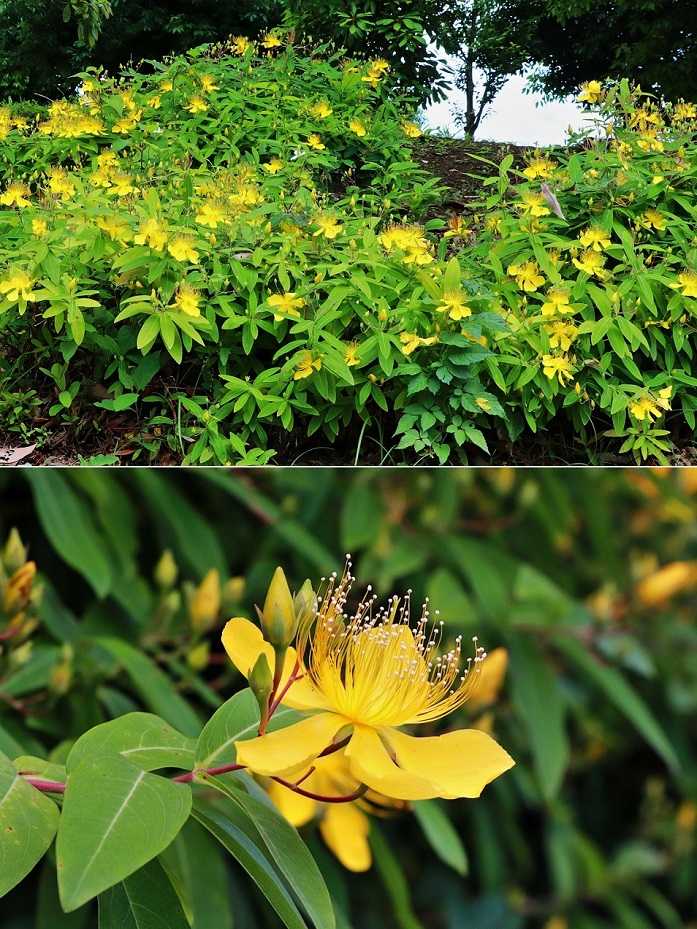 道路脇の 未央柳 清多夢くらぶ 楽天ブログ