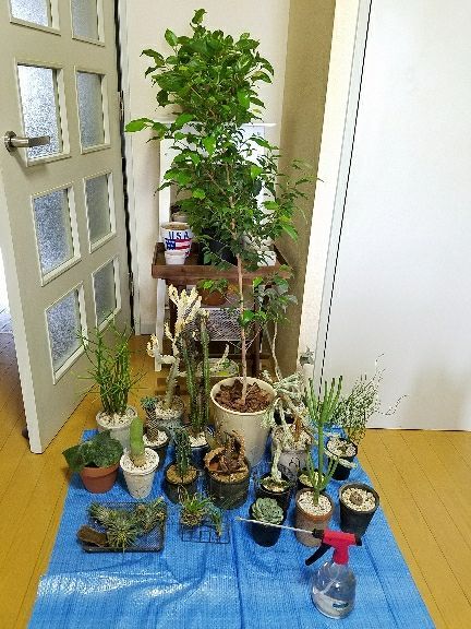 台風だ 植物を室内に取り込まないと デルオの多肉日記 楽天ブログ